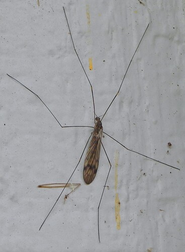 Unknown species found near Clallam County, WA, USA