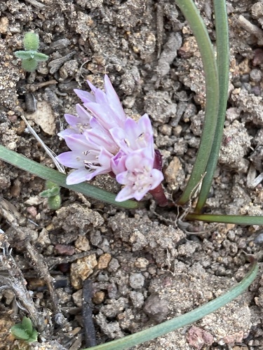 Allium parvum, photograph 3