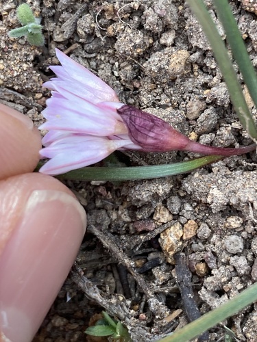 Allium parvum, photograph 4