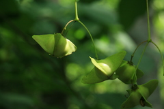 Euonymus miniata