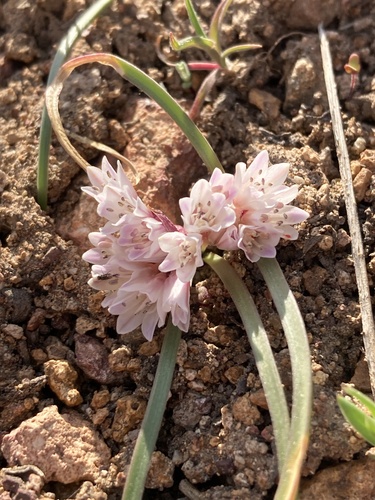 Allium parvum, photograph 5