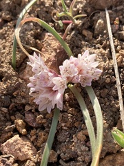 Allium parvum, photograph (c) Adam J. Searcy, some rights reserved (CC BY)