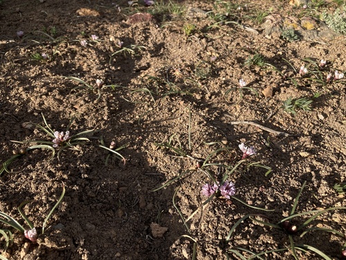 Allium parvum, photograph 6