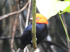 Ceratopipra mentalis