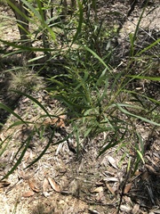 Acacia simsii