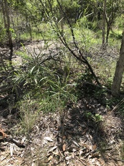 Acacia simsii