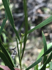 Acacia simsii