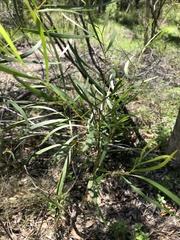Acacia simsii