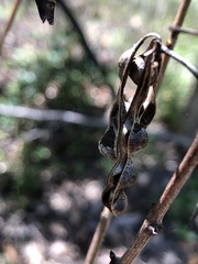 Acacia simsii
