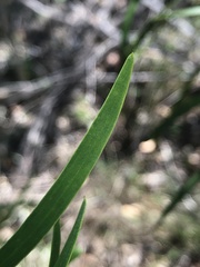 Acacia simsii