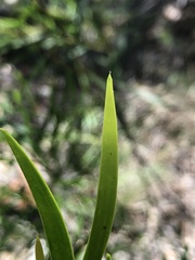 Acacia simsii