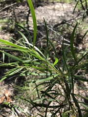 Acacia simsii