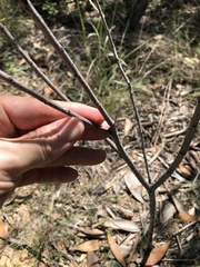 Acacia simsii