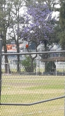 Pyrocephalus rubinus