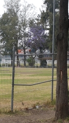 Pyrocephalus rubinus