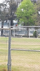 Pyrocephalus rubinus