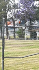 Pyrocephalus rubinus