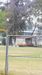 Pyrocephalus rubinus