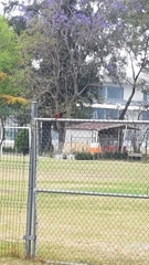 Pyrocephalus rubinus