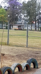 Pyrocephalus rubinus