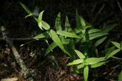 Stellaria fenzlii