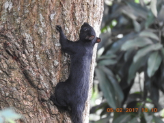Sciurus aureogaster nigrescens