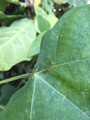 Amyciaea albomaculata