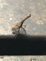 Eurinopsyche obscurata