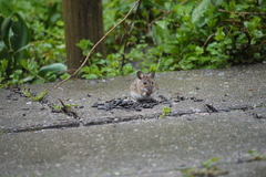 Apodemus flavicollis