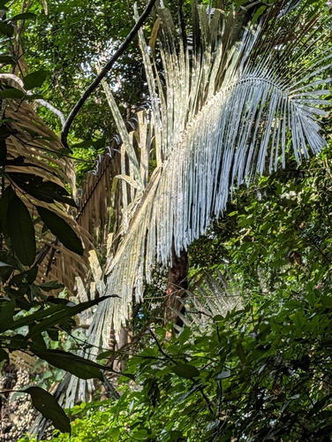 Arenga westerhoutii, photograph 6