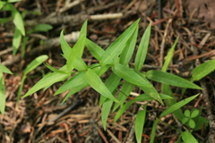 Stellaria fenzlii