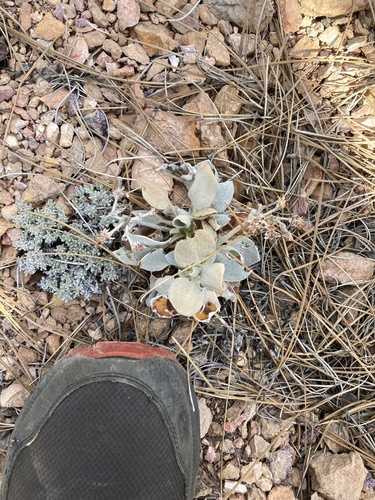 Altered Andesite Buckwheat (Eriogonum robustum)