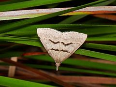 Dichromodes atrosignata
