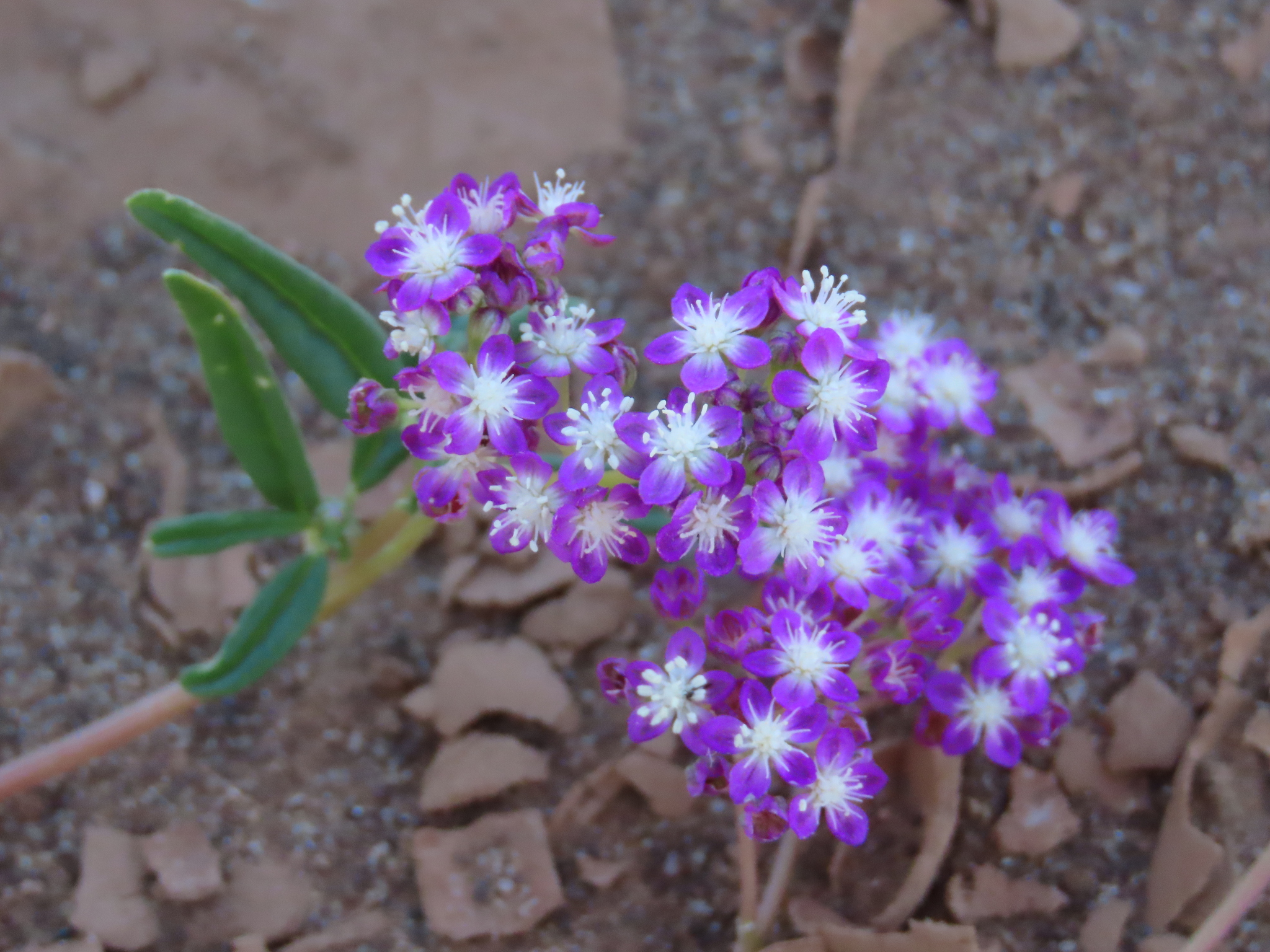 Ostrich Herb (Gisekia africana)