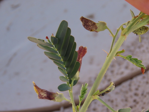 Sesbania pachycarpa (Sesbania pachycarpa)