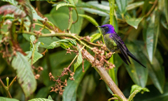 Ramphomicron microrhynchum