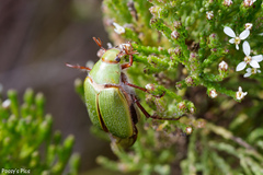 Xylonichus eucalypti
