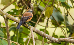 Ochthoeca fumicolor