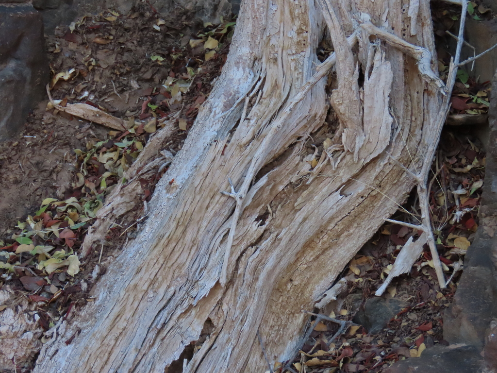 Salvadora persica; photograph author not stated, no rights reserved
