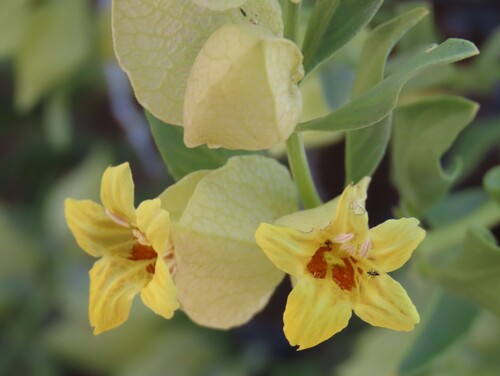 Yellow petalbush (Petalidium giessii)