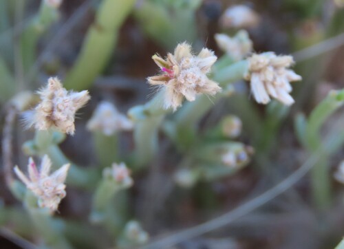 Pencil bush (Arthraerua leubnitziae)