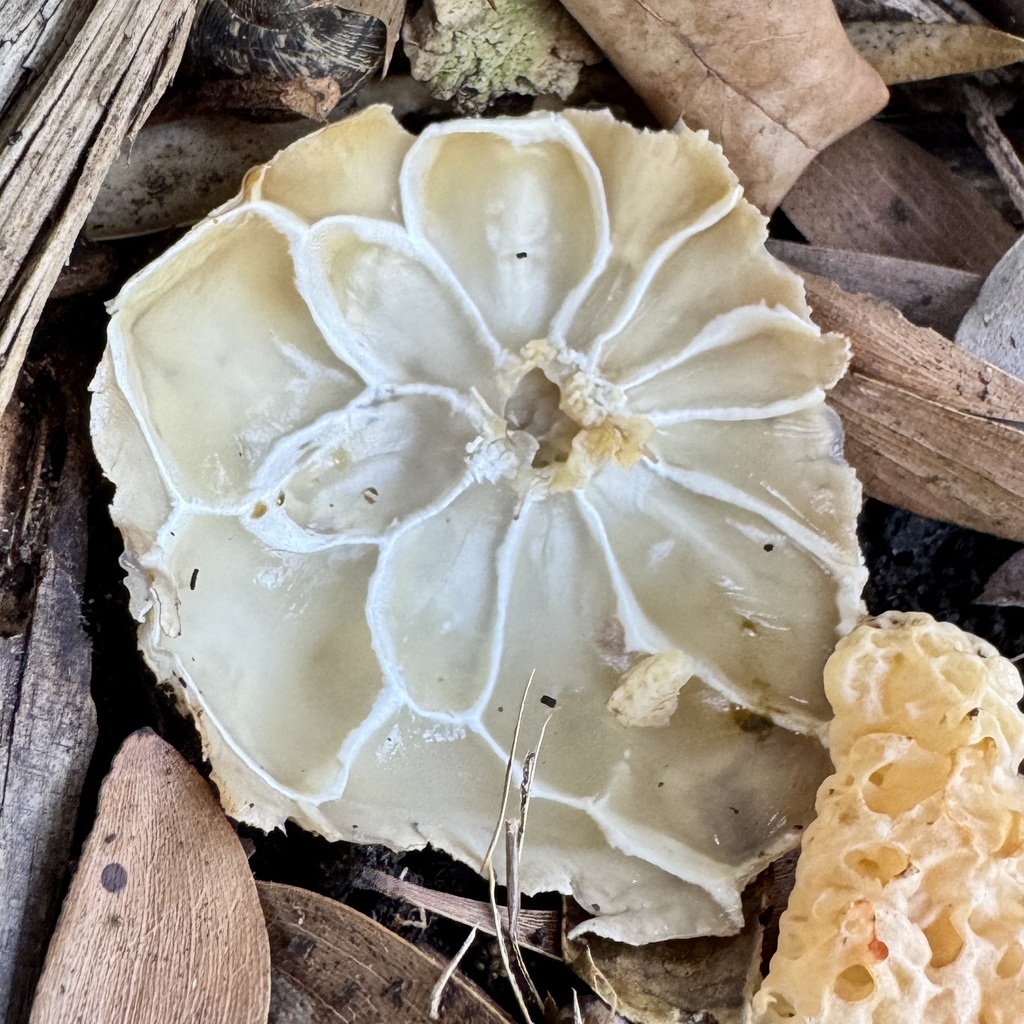Clathrus ruber · March 2026 · photo: © karenoffereins (iNaturalist, cc-by)