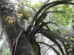 Encyclia alata