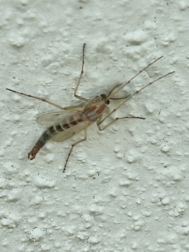 Unknown species found near Highway 6 S, Sugar Land, TX, US