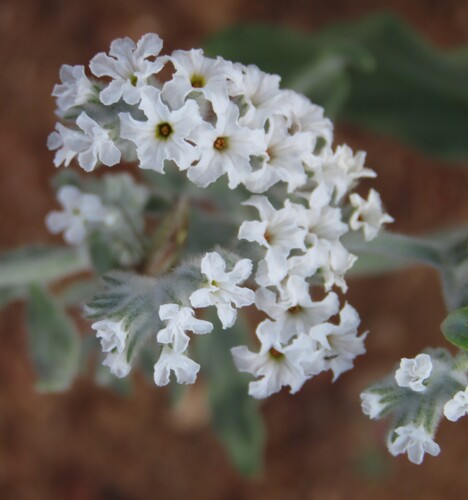 Grey Heliotrope (Heliotropium tubulosum)