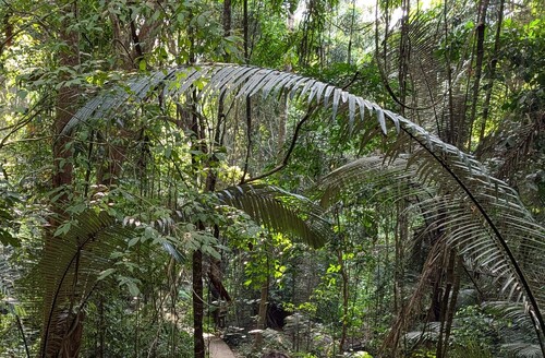 Arenga westerhoutii, photograph 3