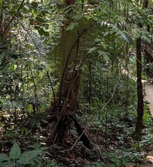 (c) Zac Peterson, some rights reserved (CC BY) Arenga westerhoutii, photograph (c) Zac Peterson, some rights reserved (CC BY)