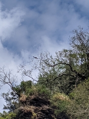 Spilornis cheela