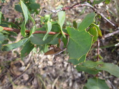Hakea prostrata