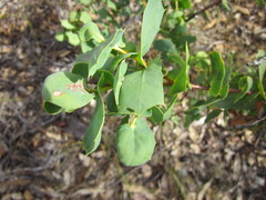 Hakea prostrata